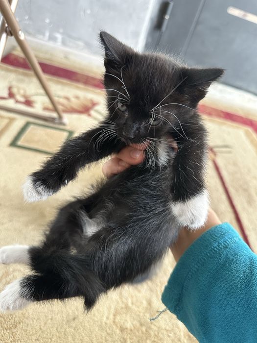 Отдам котят бесплатно