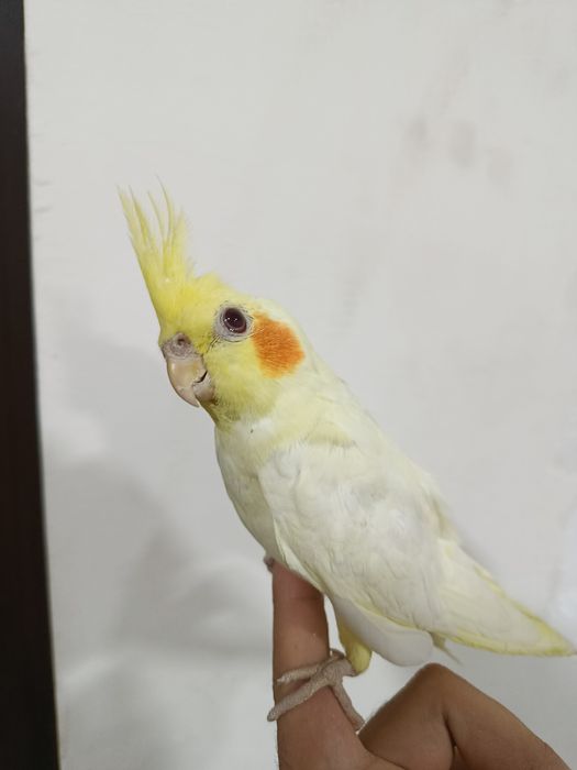 Qushlar  птицы karello ruchnoy