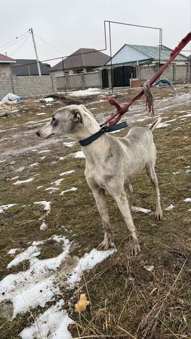 Тазы күшік сатылады