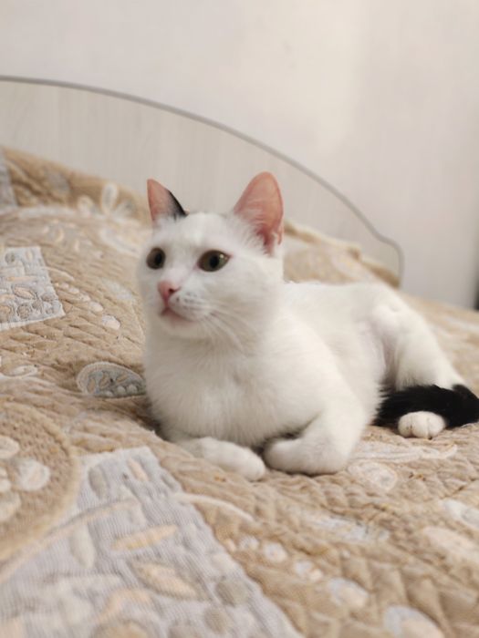 Отдам в добрые руки