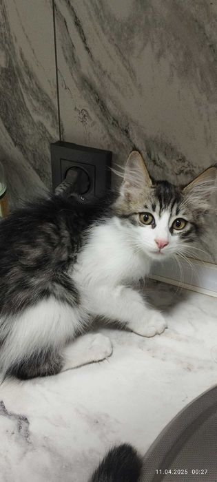 Котятки в добрые и заботливые руки