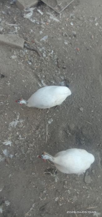 Инкубационые яйца цесарок.