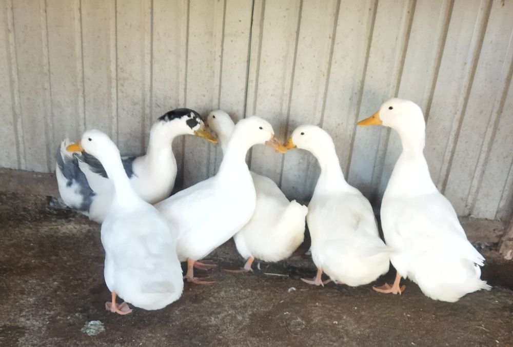 Пекинские утки продам