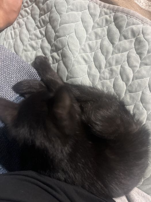 отдам котенка даром