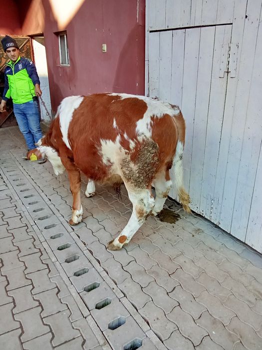 Vînd un tăuraș are 7 lui