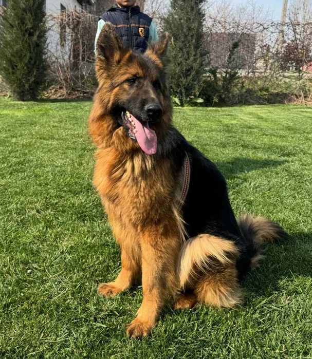 Немецкая овчарка