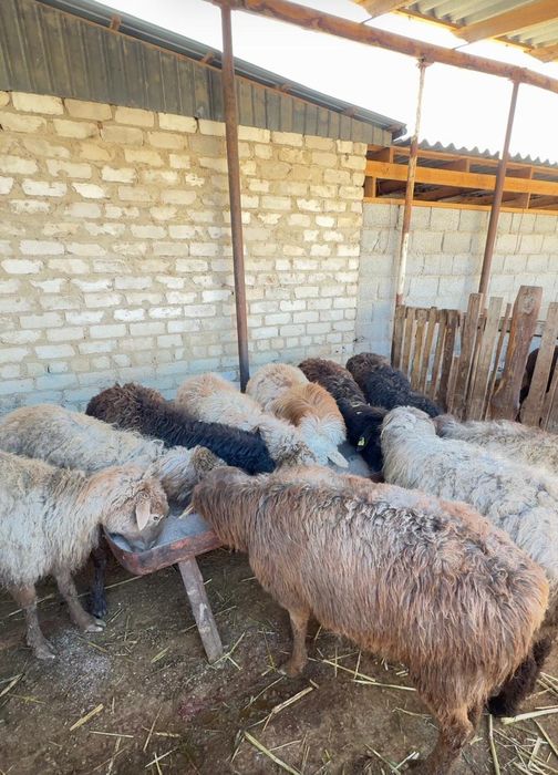 Буаз Қойлар бар саудасымен