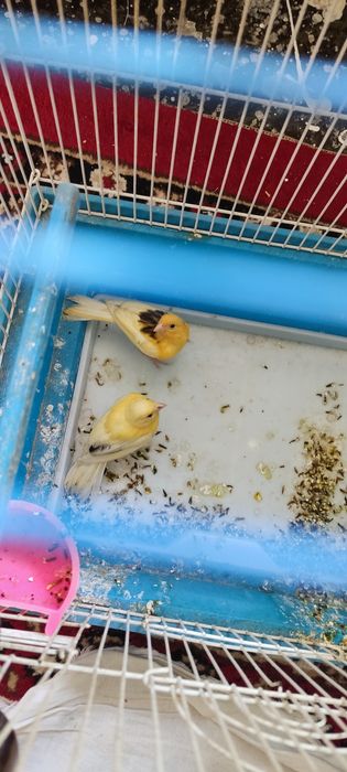 Kanareyka sotiladi maladoy nar modaligi nomalim 2 bor narxi 135 mindan
