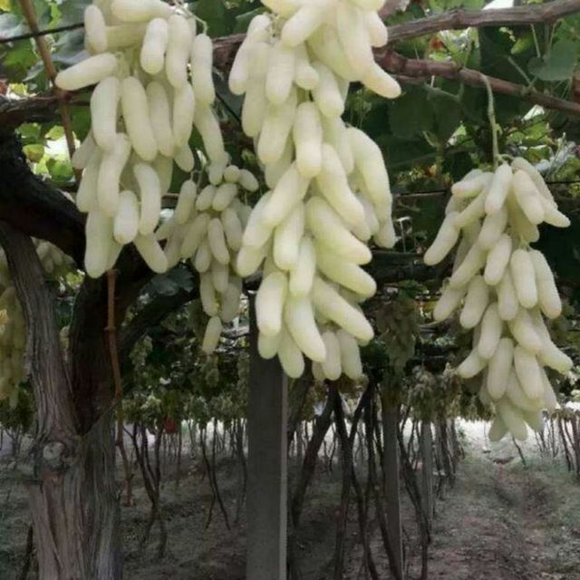 Shreder agro intinciv kuchatlar