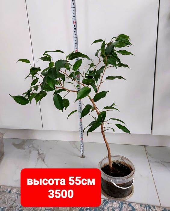 Продам фикус бенджамина