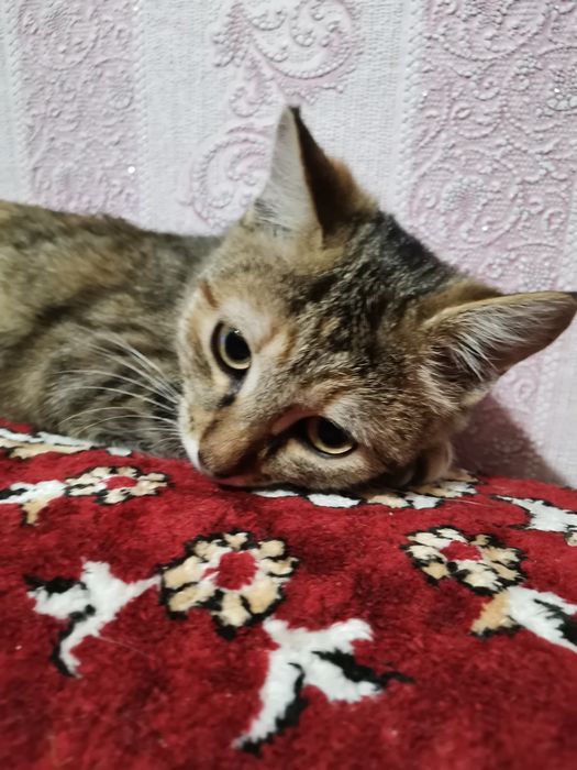 Котенок в добрые руки