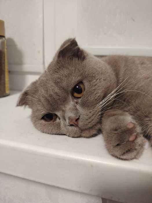 Вислоухий кот ищет подружку
