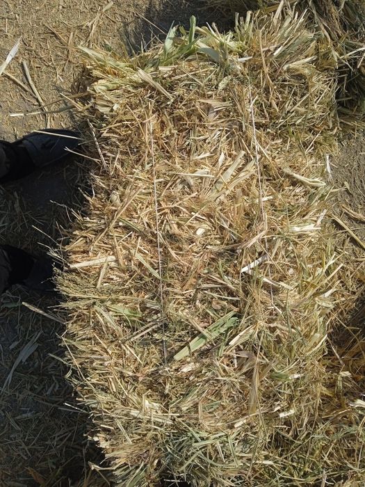 Makka press sotiladi