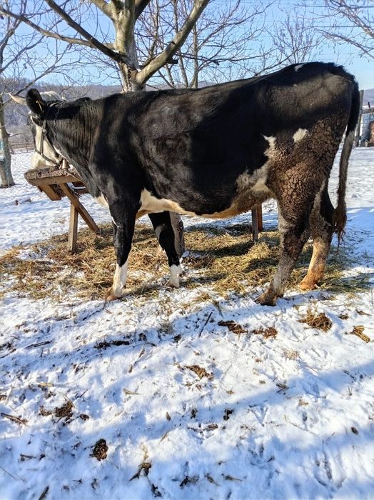 Vând vacă cu lapte
