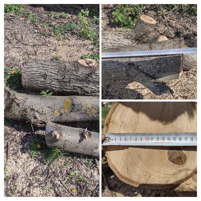 Продва орех на трупи