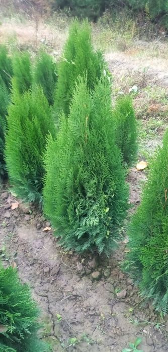 Арчалар. Сасна, Китоб. Туя можовелник сасна