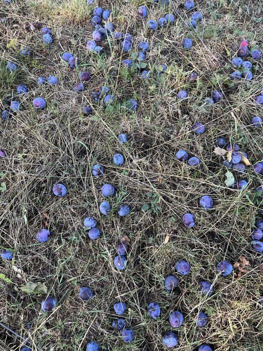 Vand prune proaspete