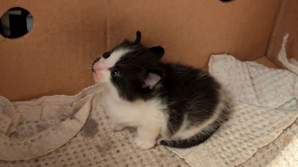 Подарявам котенца