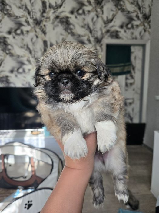 Продам щенков пекинеса