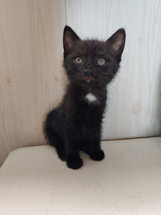 Отдам котёнка в частный дом