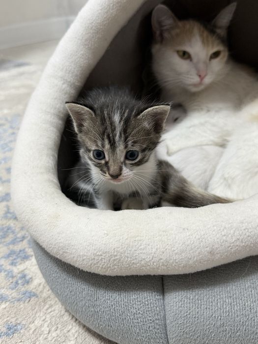 мысық үшеуіде қыз