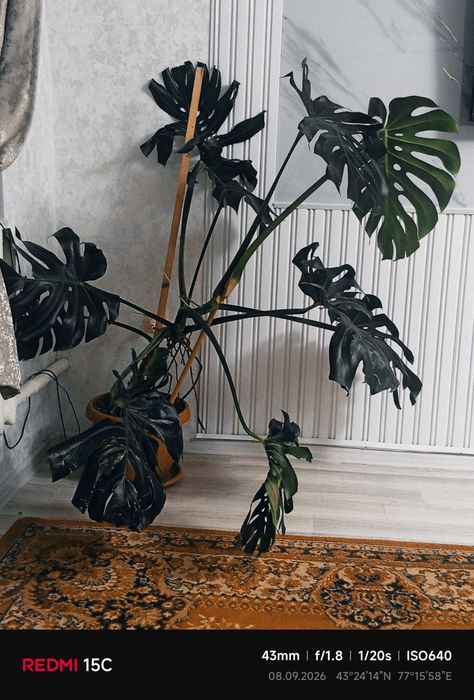 Продам цветы  для дома и офиса