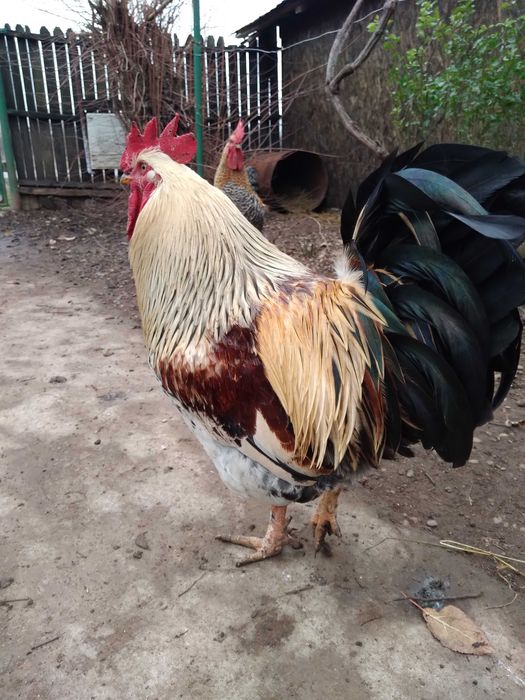 Vând cocoşi de țară sau la schimb cu rațe leşeşti.