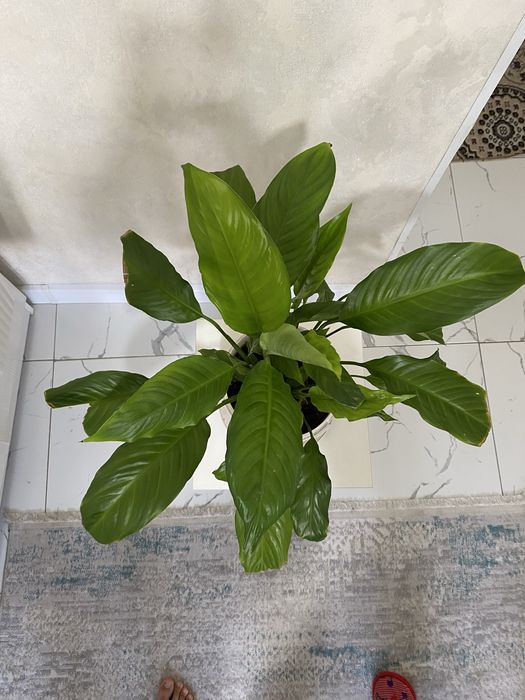 Өзіміз үйде өсірген гул