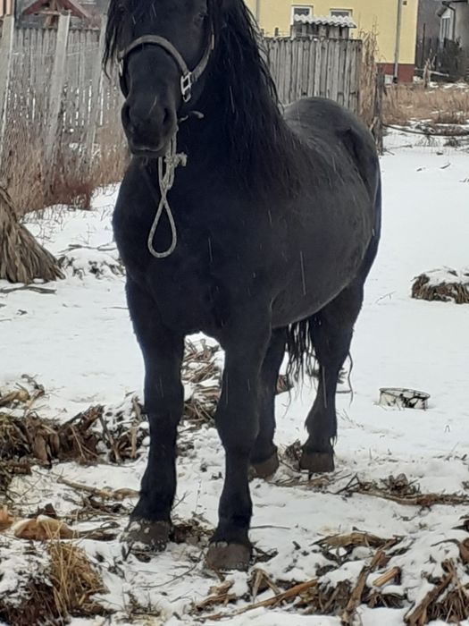 Cal Armăsar masiv 5 ani