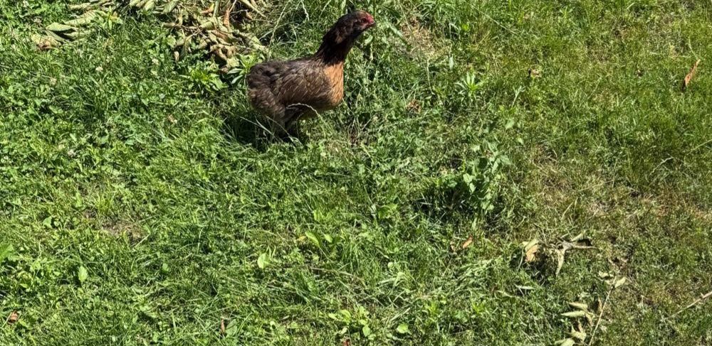 Perechi araucana