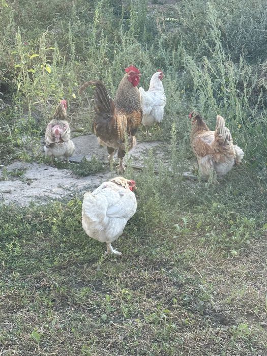 Тауықтар сатылады