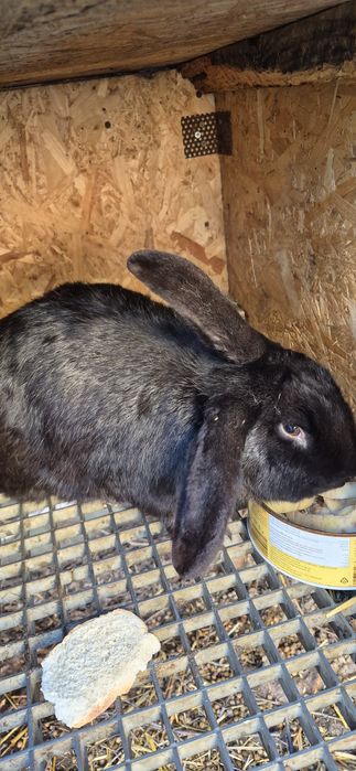 Vînd epure Belgian în vîrstă de 9 luni ,aproxmativ 4,5kg