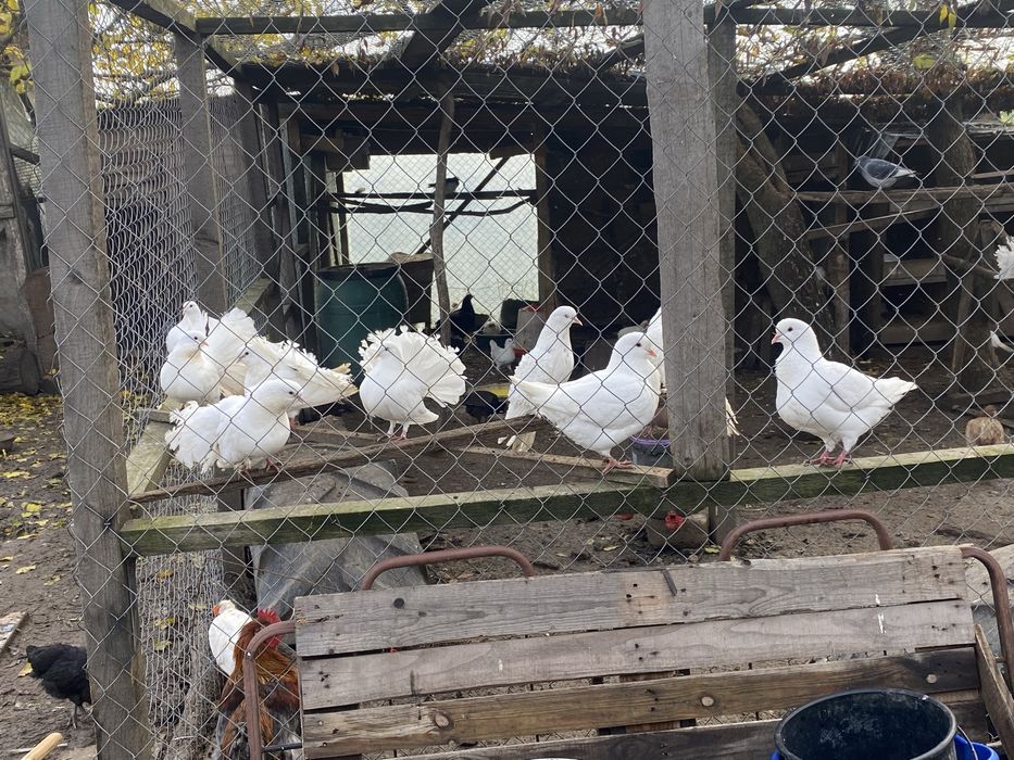 vând porumbei rotați si king