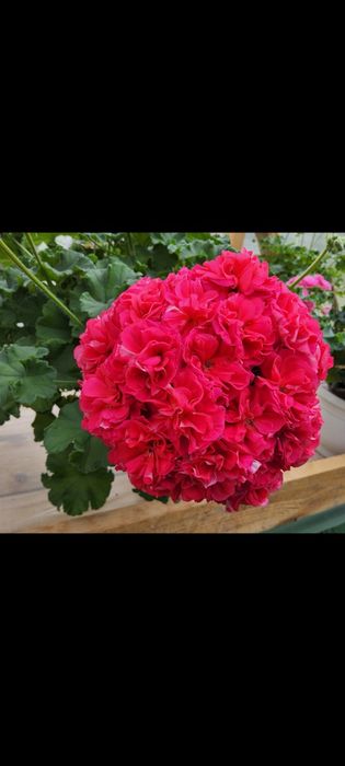 Продам сортовые пеларгонии