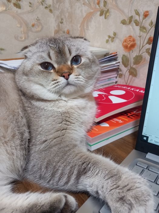 Ищем кошку для вязка