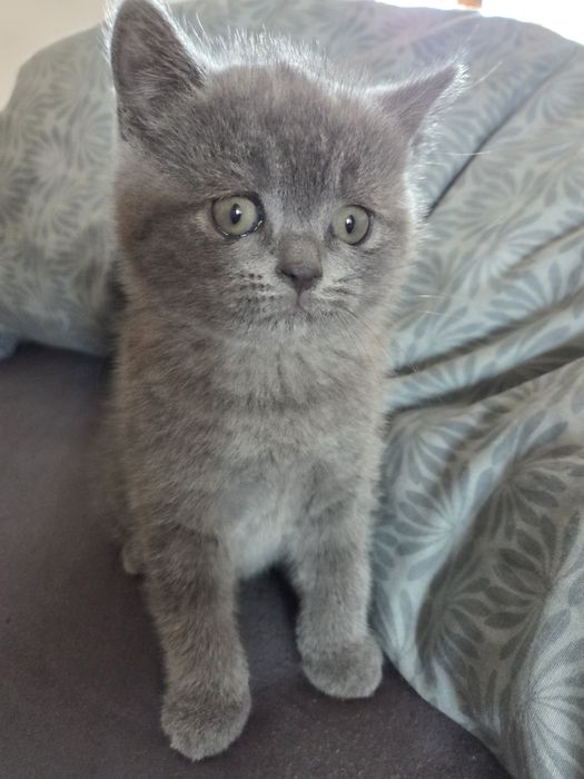 Котенца Британчета