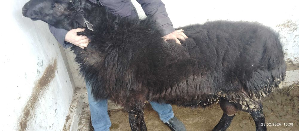 Қўй сотилади, метражный