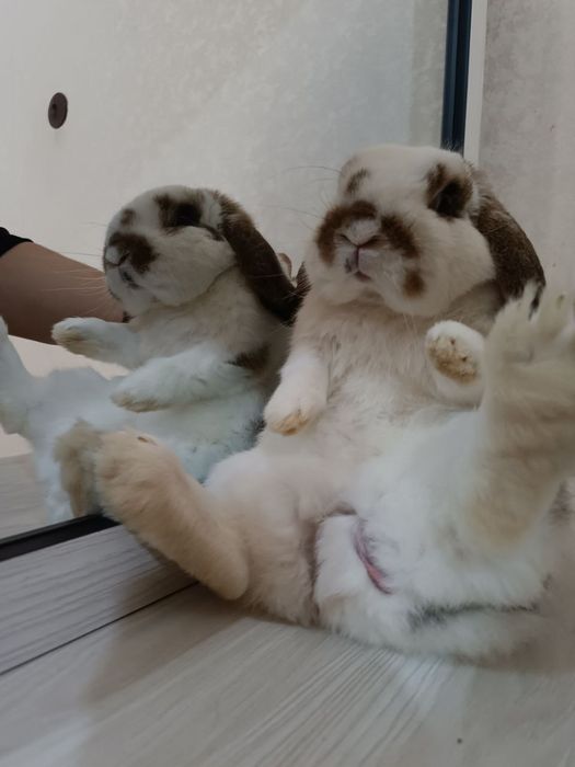 Карлик баран  karlik baran