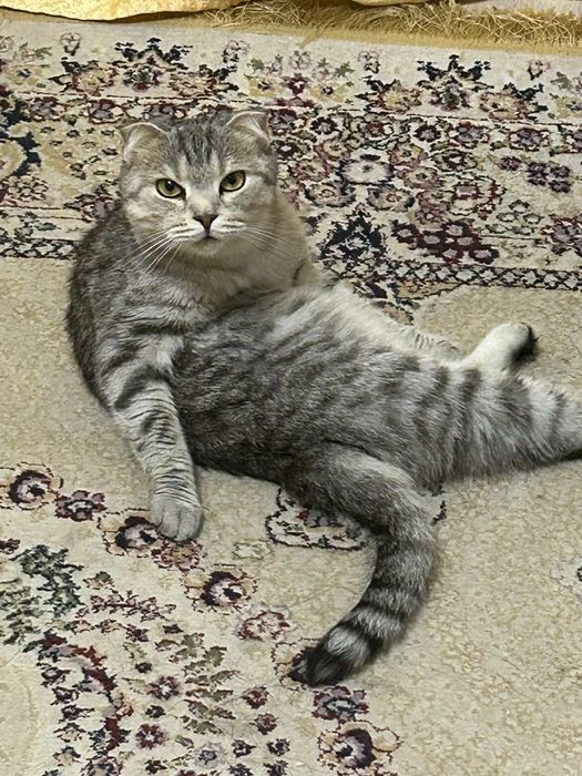 Кот. Шотландский