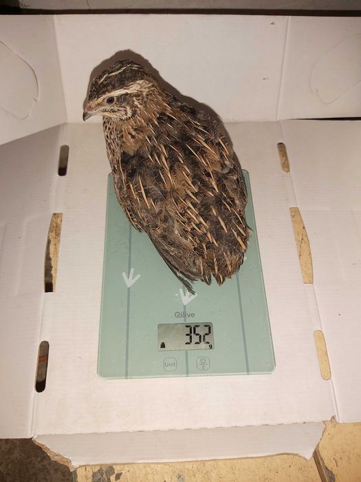 Prepelite outoare rasa Japoneza