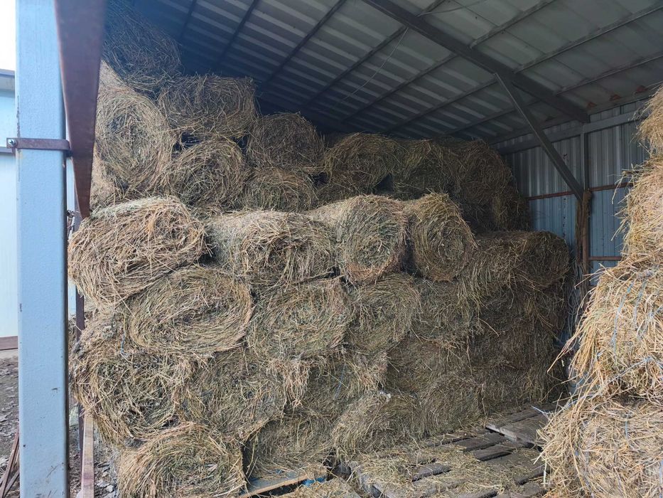 Vând baloți de lucernă rotunzi 71/60 cm la 35 lei buc