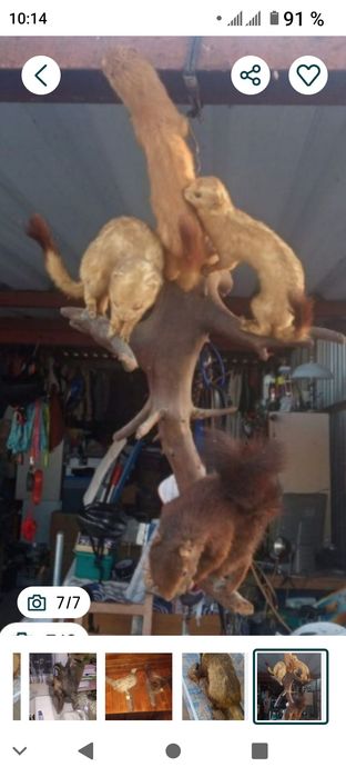 vând  diverse  piese de colecție taxidermie