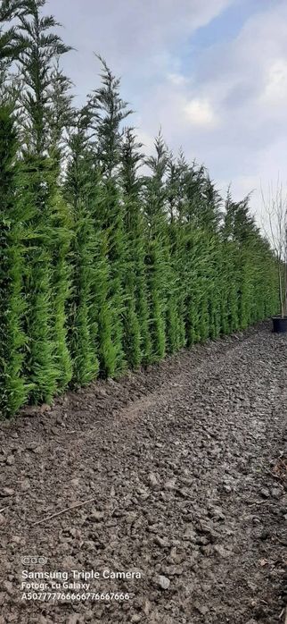 • Vand cupressus leylandii
• Ideal pentru formarea unui gard viu verde veșnic natural 

• Înălțime 2.5m - 3m după plantare

• Livrez si plantez în toa