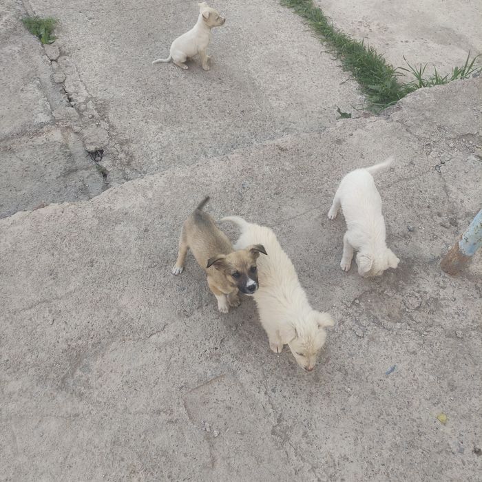 Кучук боллари. Боқаман деганларга. Текинга