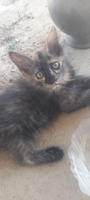 Отдам в добрые руки котят