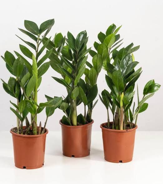 Садовник/обрезка/стрижка/спил/посадка пересадка опора деревьев и уход