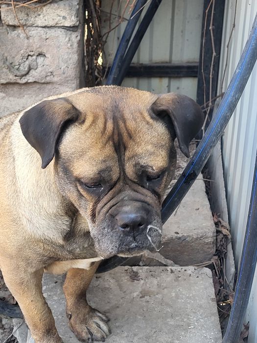 Найдена собака кане корсо девочка