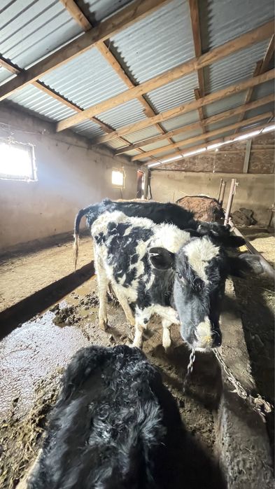 Продается скот галештейн