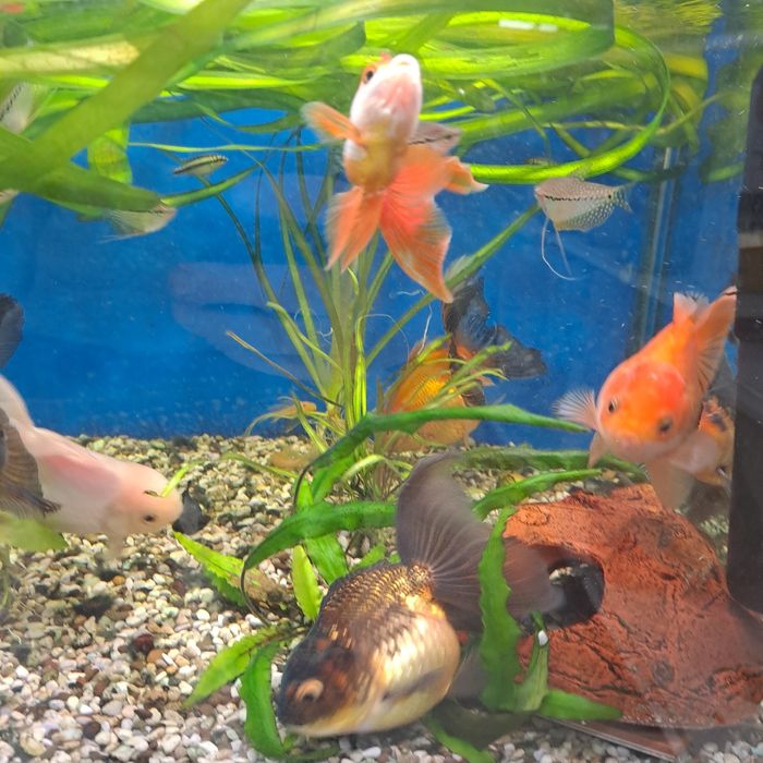 Продам оранд триколор