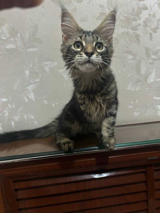 Продается кошка Мейн-кун